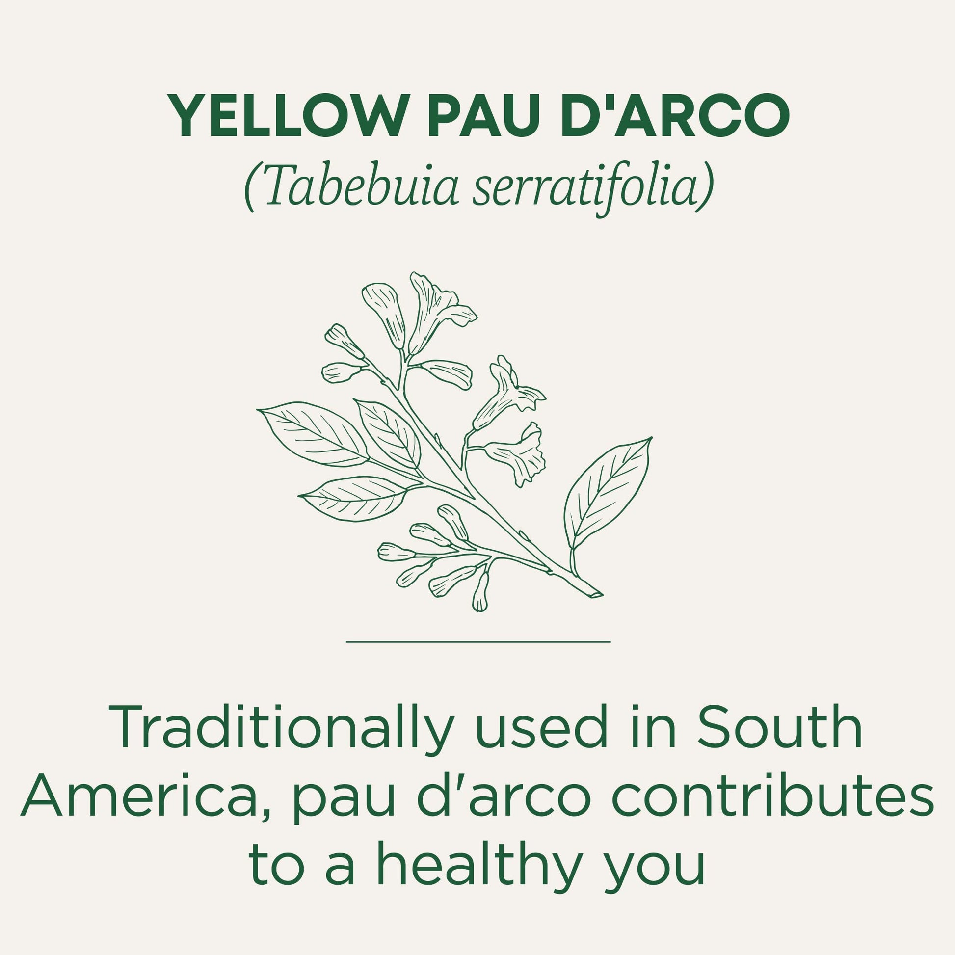 Traditional Medicinals Yellow Pau d'Arco Tea Caffeine-Free Kosher Non-GMO 16 Tea Bags