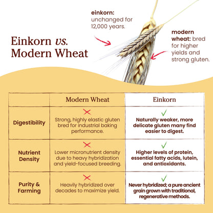 Jovial Organic Einkorn Whole Wheat Flour - Bread Baking Flour for Sourdough, High Protein, Non-GMO, For Organic Pizza & Pasta, European Italian Made, Glyphosate Free - 32 Oz, (Pack of 2)